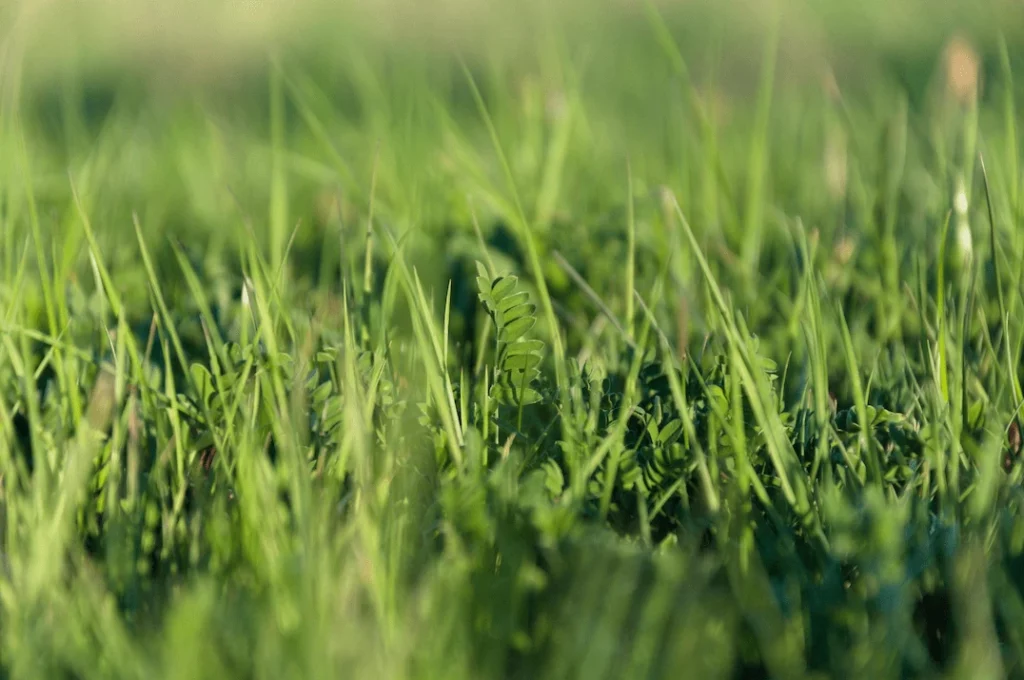 Primer pla del terra, amb gespa i altres plantes.