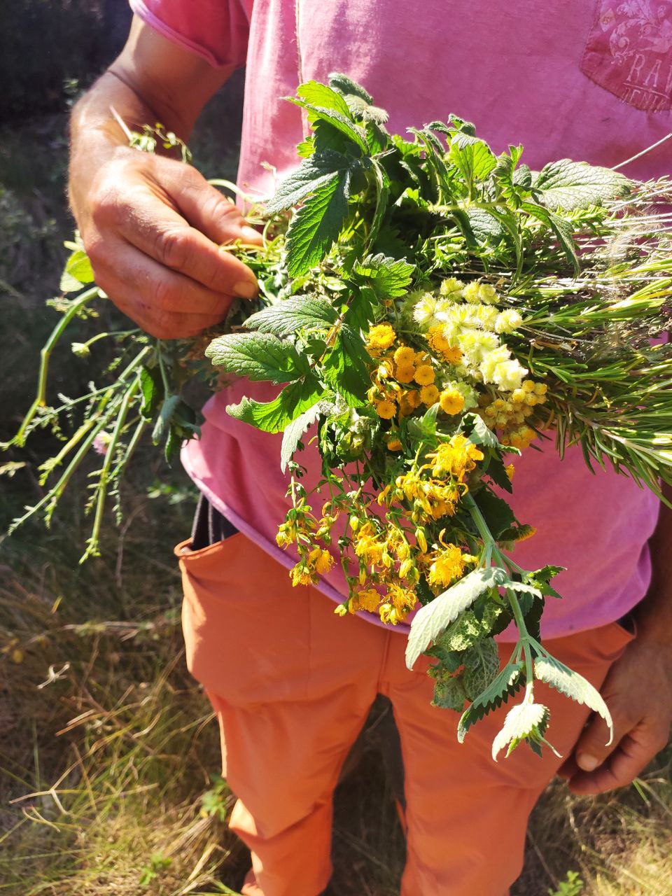Xarxa per la Sobirania Alimentària de la Catalunya Central (XaSACC)