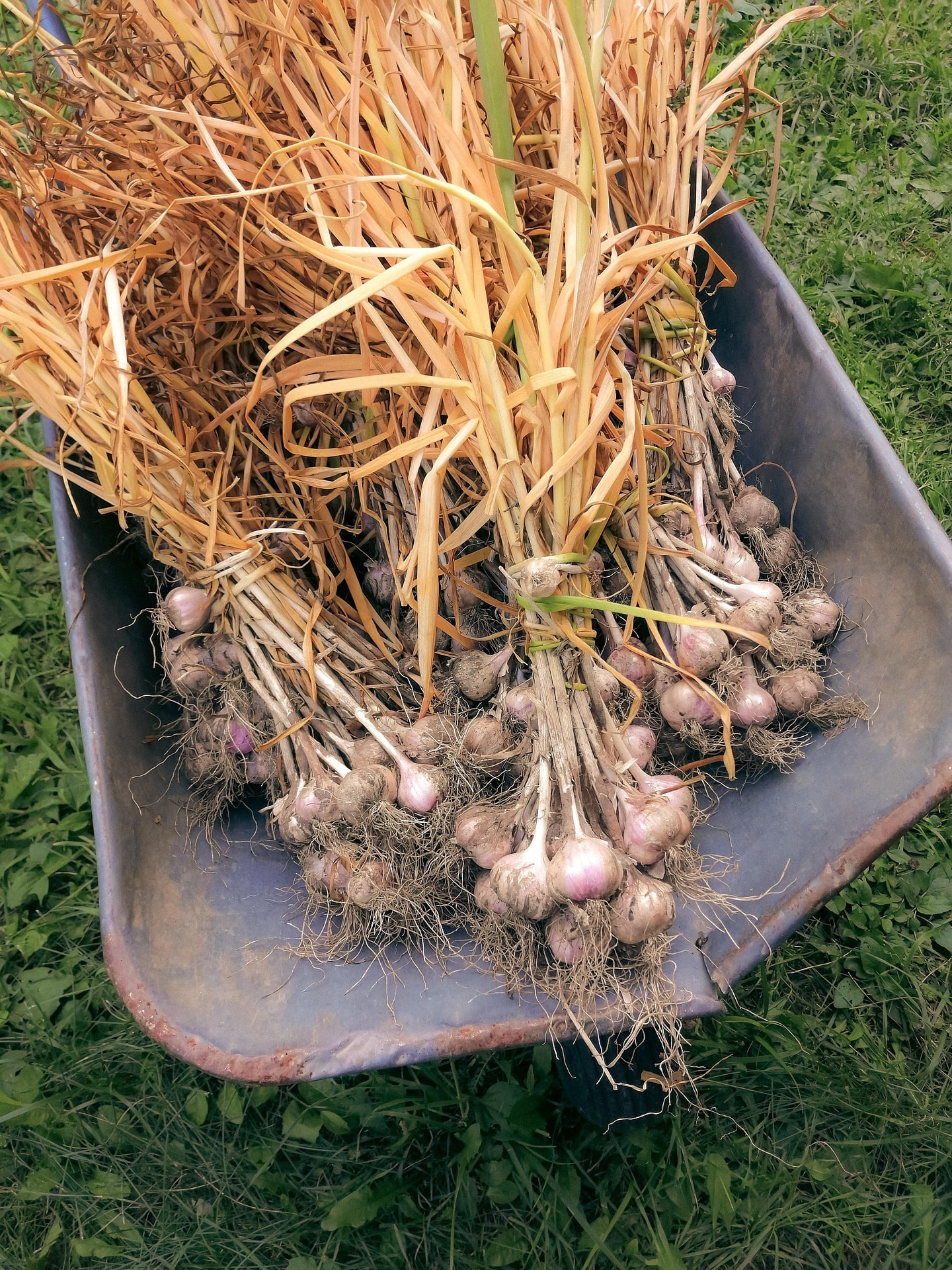 Suport Pagès. Catalunya Central