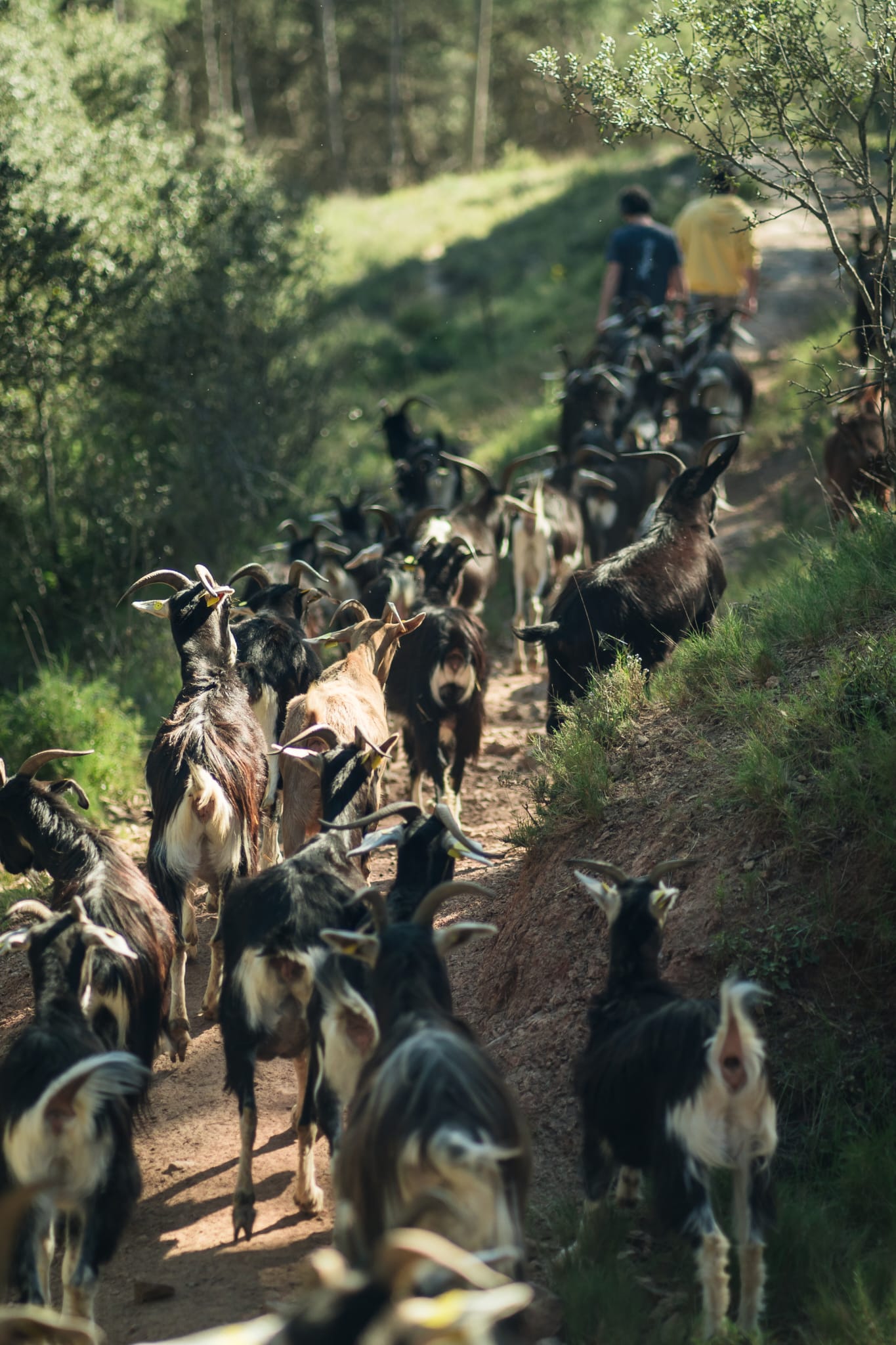 Suport Pagès. Catalunya Central